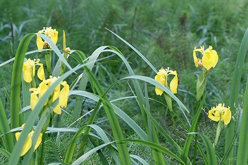 Gelbe_Schwertlilie-SB.jpg
