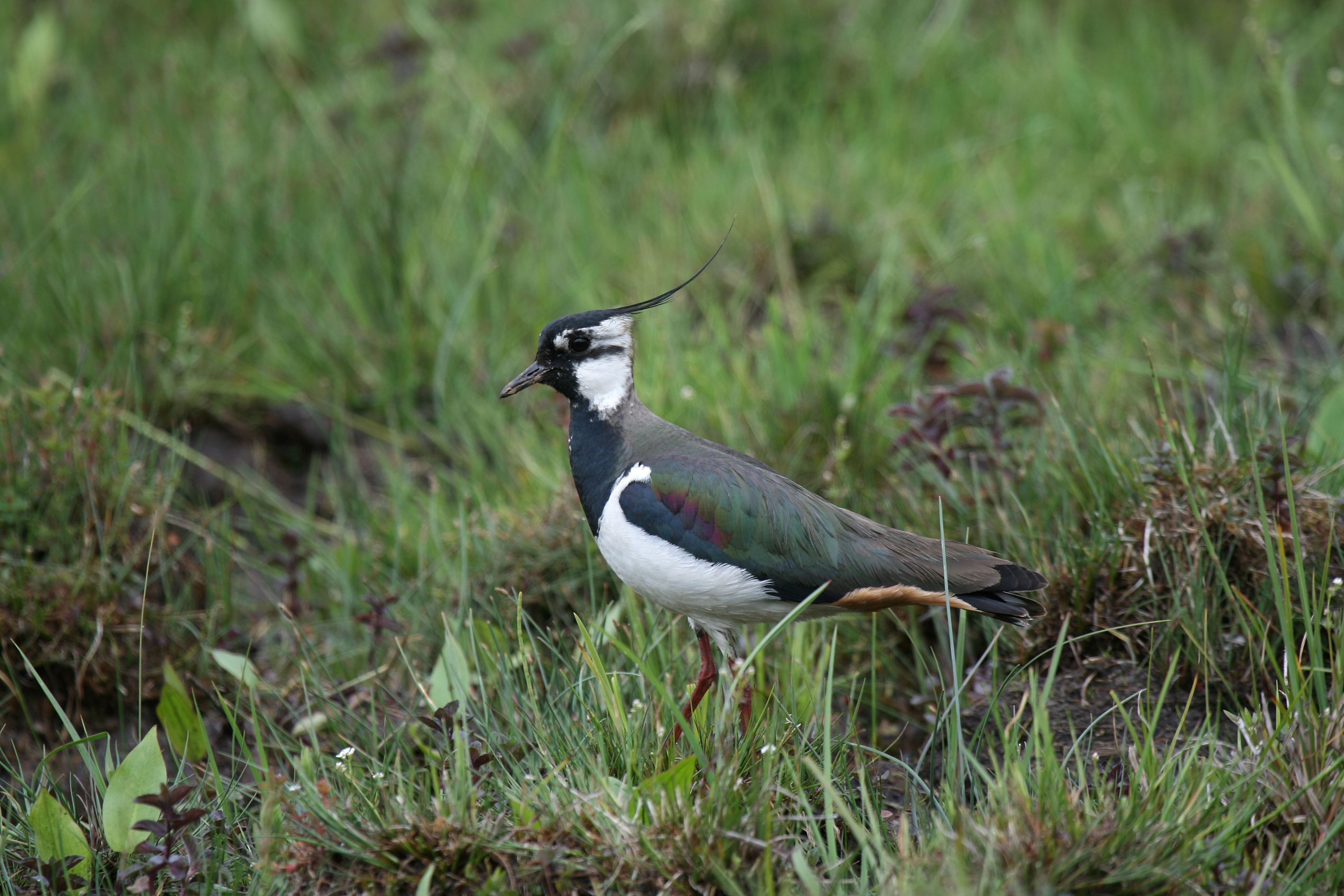 Kiebitz (Fritz Sigg)