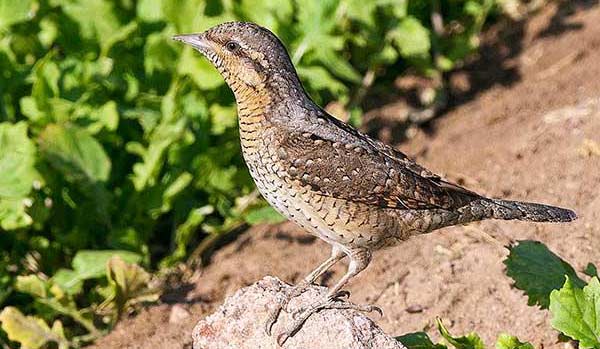 Wendehals &copy; MIchael Gerber