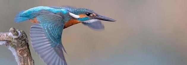 Uccello dell'anno 2026: Martin pescatore