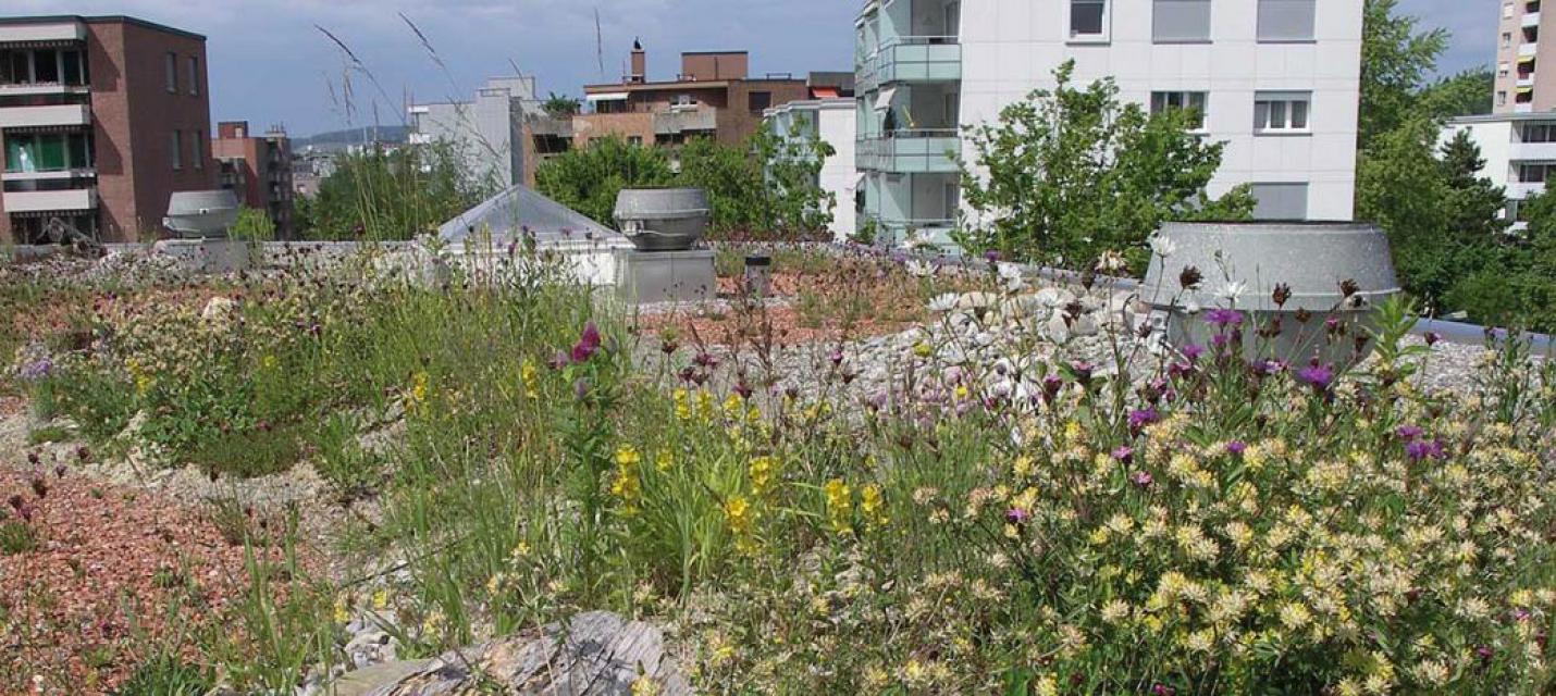 Fa&ccedil;ades et toits v&eacute;g&eacute;talis&eacute;s