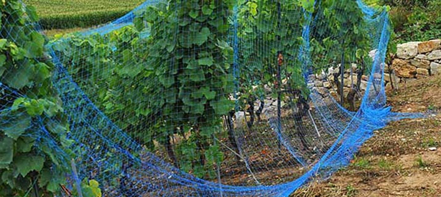 Filet de vigne &copy; Ludovic Longchamp