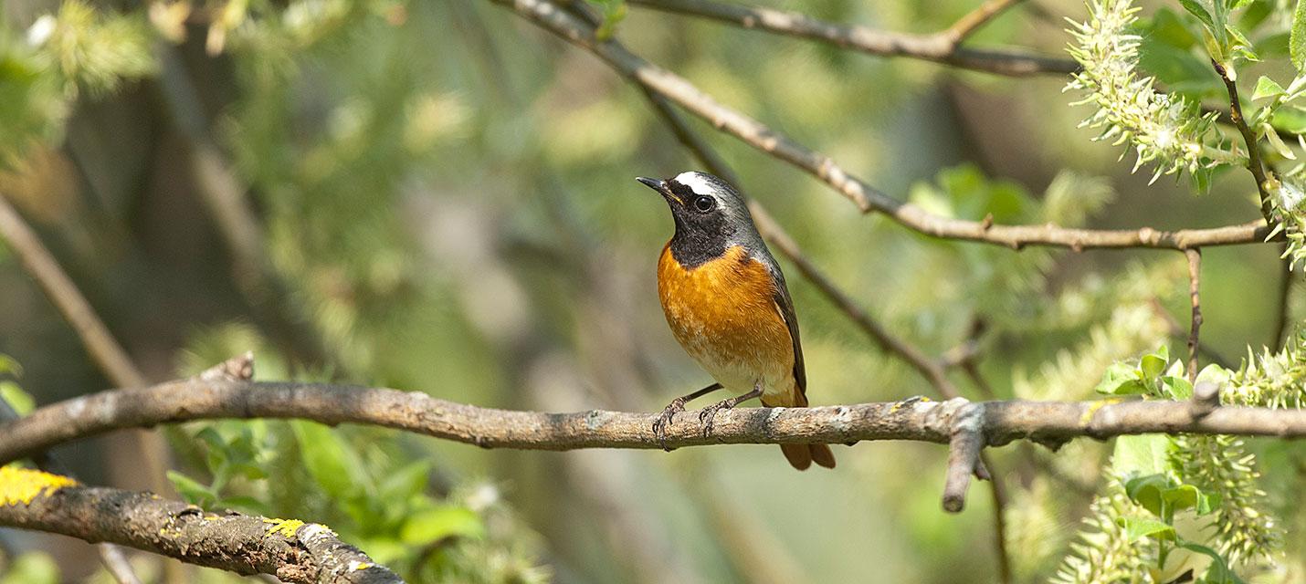 Rougequeue &agrave; front blanc &copy; Michael Gerber