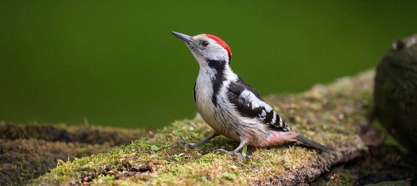 Pic mar &copy; Michael Gerber