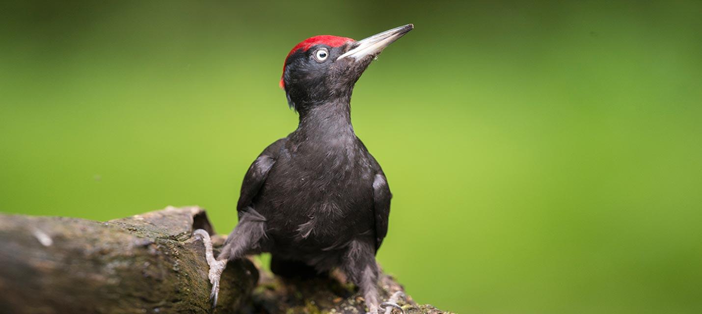 Schwarzspecht &copy; Michael Gerber