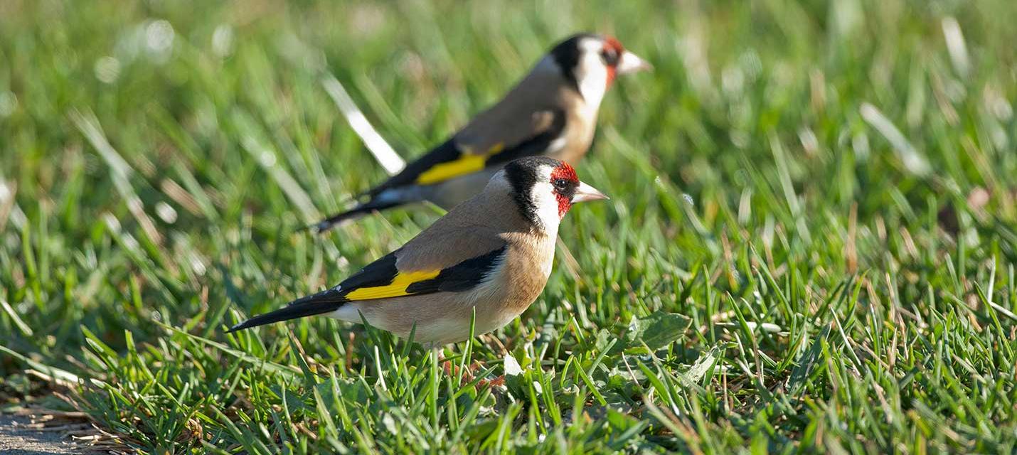 &copy; Michael Gerber