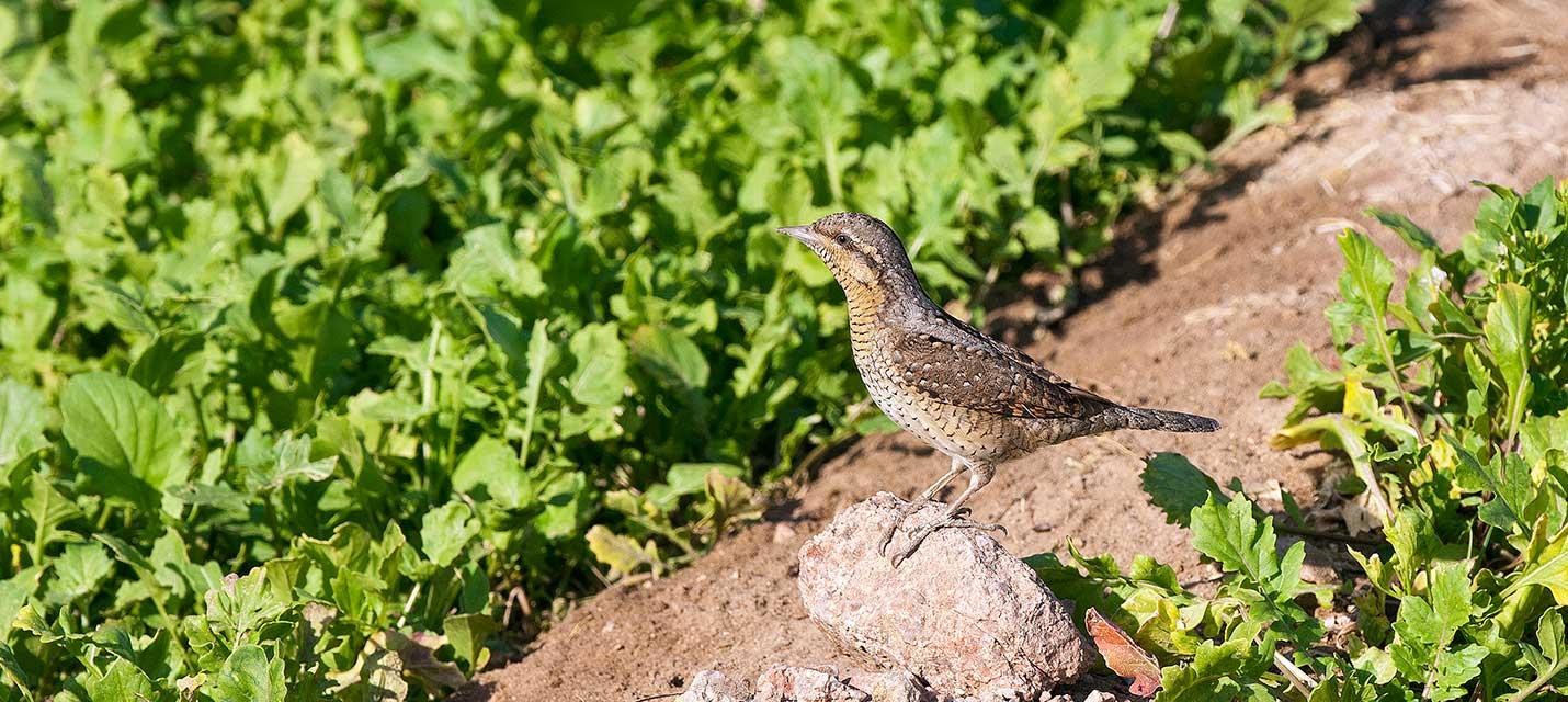 &copy; Michael Gerber