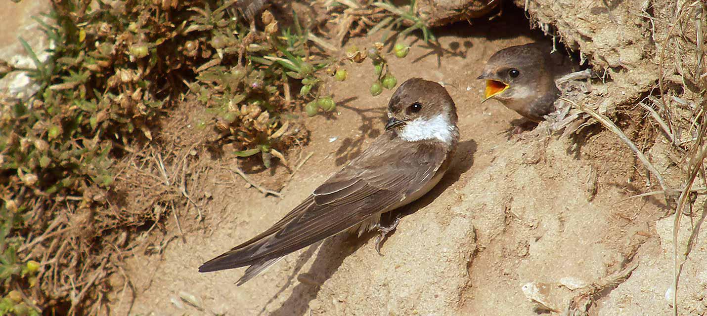 &copy; Frank Vassen/Wikipedia