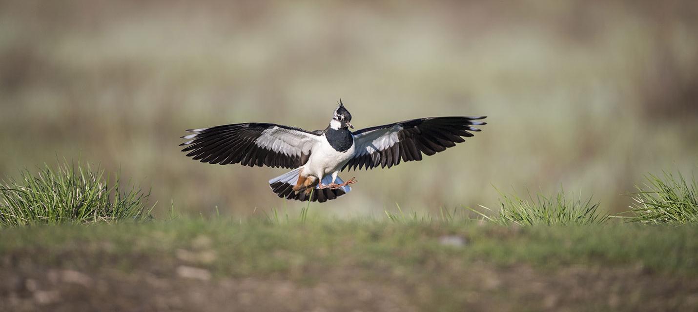 &copy; Michael Gerber