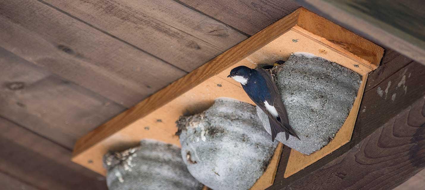 Nids &agrave; hirondelles de fen&ecirc;tre