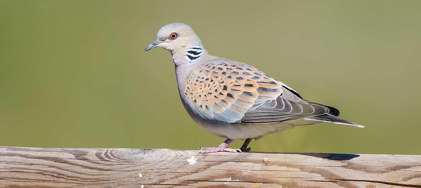 Tourterelle des bois