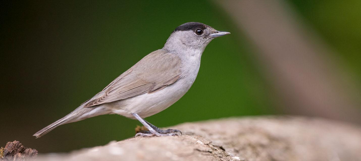 Fauvette &agrave; t&ecirc;te noire