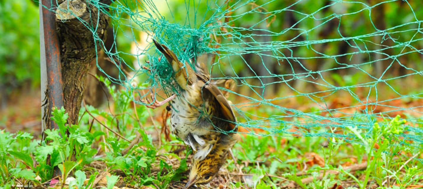 &copy;Ludovic Longchamp