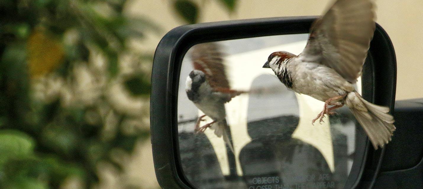 Problemi con gli uccelli