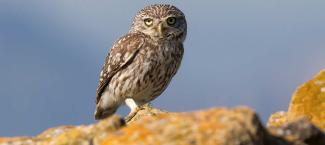 Chev&ecirc;che d'Ath&eacute;na