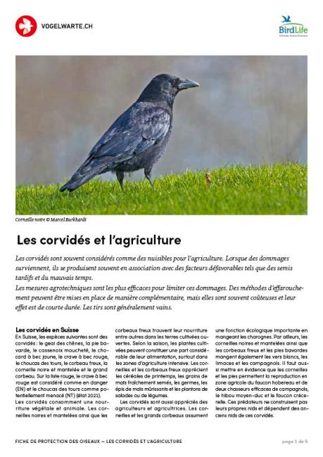 Corvid&eacute;es et agriculture