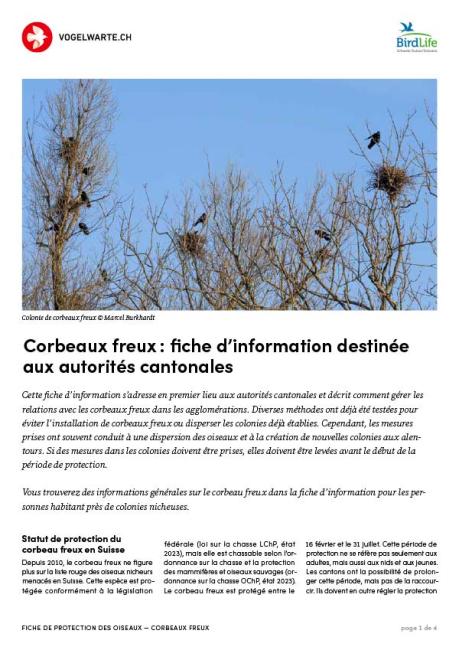 Corbeaux freux : fiche d&rsquo;information destin&eacute;e aux autorit&eacute;s cantonales