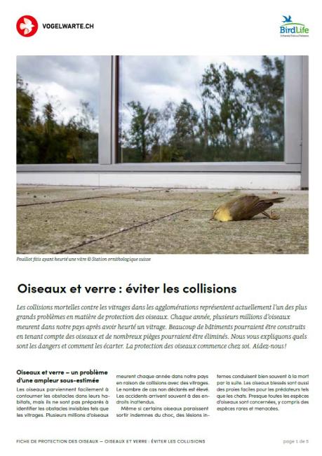 Oiseaux et vitres : &eacute;viter les collisions
