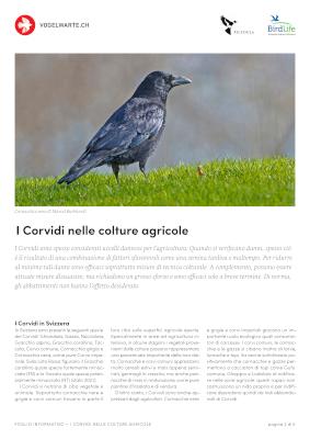 I Corvidi nelle colture agricole
